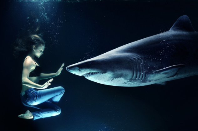 Shark